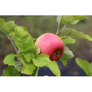 Jabloň domáca (Malus domestica) ´FLORINA´- jesenná, výška 270-300 cm, obvod kmeňa 6/8 cm, kont. C6L